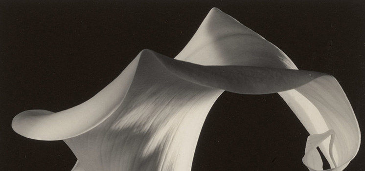 La realtà di&nbsp;Mapplethorpe